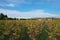 Vineyard in Vosne-Romanee, Cote de Nuits, Bourgogne, France