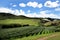 Vineyard on Waiheke Island