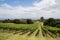 Vineyard on Waiheke island