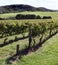 Vineyard Waiheke Island New Zealand