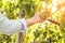 Vineyard - white grapes in farmer`s hand - agriculture