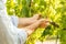 Vineyard - white grapes in farmer`s hands - agriculture