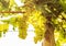 Vineyard - white grapes on grapevine plant - agriculture