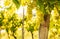 Vineyard - white grapes on grapevine plant - agriculture