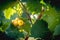 Vineyard white grapes hanging in late harvesting season