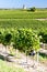 Vineyard with windmill