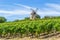 Vineyard and Windmill