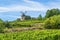 Vineyard and Windmill