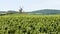 Vineyard, with windmill from Beaujolais.