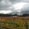 Vineyard Wine Farm