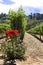 Vineyard of the wine farm Groot Constantia