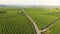 Vineyard wine grape nature drone