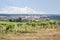 Vineyard with wine plants and Valtice town on background