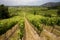 Vineyard - Wine Production - Chile