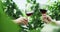 Vineyard, wine tasting and friends with cheers in nature for alcoholic beverage on weekend. Hands, drink and closeup of