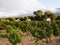 Vineyard in Winelands in Western Cape, South Africa