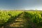 Vineyard, winery New Zealand, typical Marlborough landscape with vineyards and roads, hills and mountains