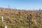 Vineyard in winter - grapevine