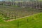 Vineyard in winter and naked trees