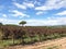 Vineyard during winter season in Spain, wine grapevine farm with no grape, no leaf