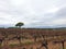 Vineyard during winter season in Spain, wine grapevine farm with no leaf