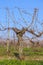 Vineyard in winter time with blue sky