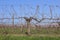 Vineyard in winter time with blue sky