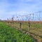 Vineyard in winter time with blue sky