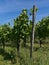 Vineyard with wooden pile and green vine plants with young grapes and grass on sunny day in summer near Beilstein, Germany.