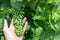 Vineyard worker checking grapes quality in vineyard. Winemaker checks the harvest of grapes