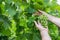 Vineyard Worker Checking Grapes Quality in Vineyard. Winemaker Checks the Harvest of Grapes