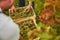 Vineyard workers carefully putting grapes into wooden containers