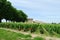 Vineyard at world-famous St Emilion, France