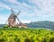 Vineyard or yard of vines and the eponymous windmill of famous french red wine at the background. Romaneche-Thorins, France