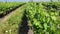 Vineyard with young green grape plants