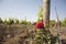 Vineyards in agricultural areas of QuerÃ©taro city in Mexico