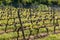 Vineyards agriculture in spring. Wooden poles with stretched metal wire support the vineyard. Shrubs. Selective focus.