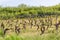 Vineyards agriculture in springtime. Wooden poles with stretched metal wire support the vineyard. Green shrubs. Selective focus.