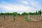 Vineyards. Agriculture in Taman.