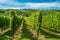 Vineyards along the Moselle river, Luxembourg