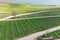 Vineyards along the Rhine at Ruedesheim am Rhein