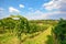 Vineyards along the South Styrian Wine Road in autumn, Austria