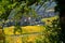 Vineyards in alsace in france