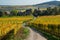 Vineyards in alsace in france