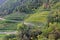 Vineyards and Apple plantation in South Tyrol, Italy