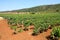 Vineyards in Apulia, Italy