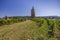 Vineyards with Arbois church, Department Jura, Franche-Comte, France