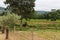 Vineyards between Arrabida mountains