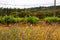 Vineyards between Arrabida mountains