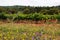 Vineyards between Arrabida mountains